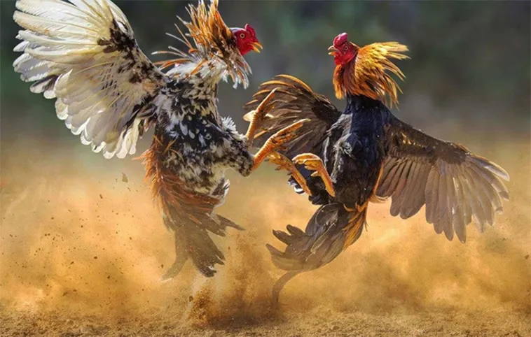 Tuyệt Chiêu Chơi Đá Gà WS168 Tại 28Win Thắng Lớn Mỗi Ngày