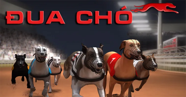 Kinh Nghiệm Cá Cược Đua Chó 28Win Thắng Lớn Mỗi Ngày Cho Bet Thủ
